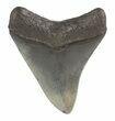 Fossil Megalodon Tooth - South Carolina #47486-2